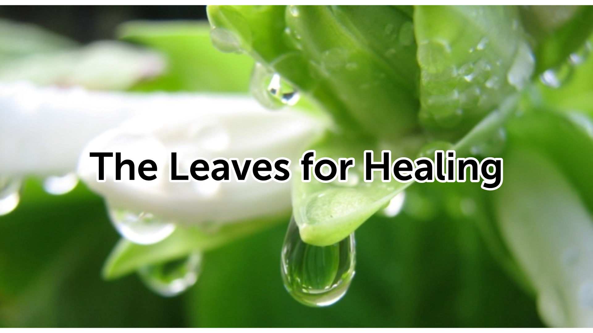 The Leaves For Healing